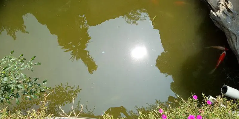 Mơ thấy nước đục